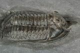 Red/Purple Diademaproetus Trilobite - Zireg, Morocco #300558-3